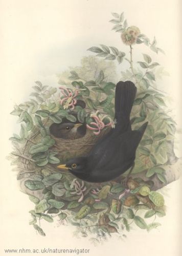 Blackbird - Turdus merula - Дрозд черный