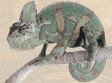 Cameleon