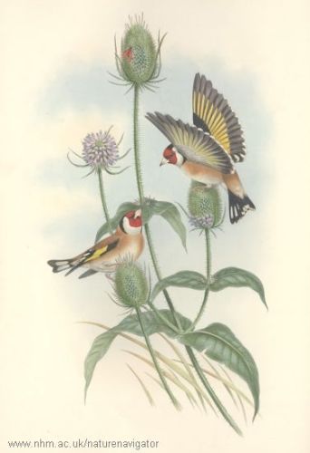 Goldfinch - Carduelis carduelis - Щегол обыкновенный