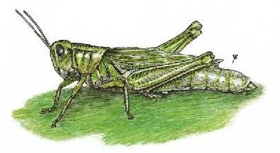 Grasshopper