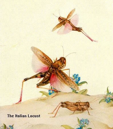 Locust
