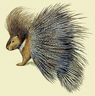Porcupine