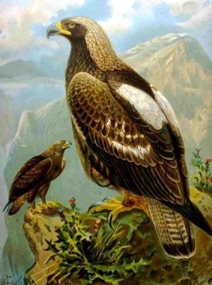 Gnesion - Aquila heliaca - Орел-могильник