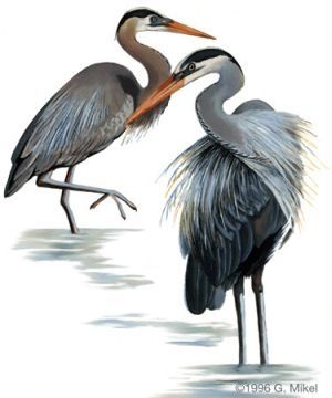 Ardea herodias - Цапля большая голубая
