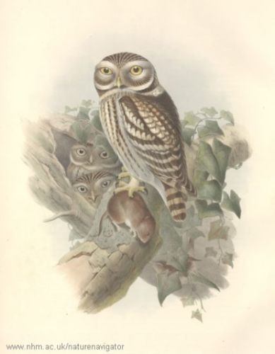 Little Owl - Athene noctua - сыч домовый