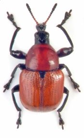 Attelabus nitens - Oak Leaf-roller - Трубковерт дубовый