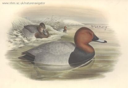 Pochard - Aythya ferrina, нырок (чернеть)