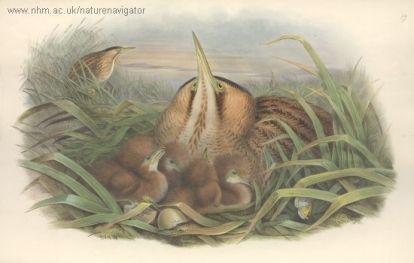 Bittern - Botaurus stellaris - Выпь большая