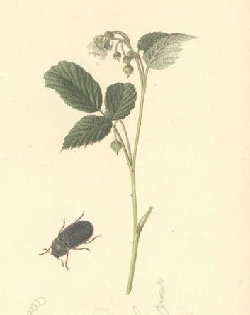 Byturos - Byturus tomentosus - малинный жук