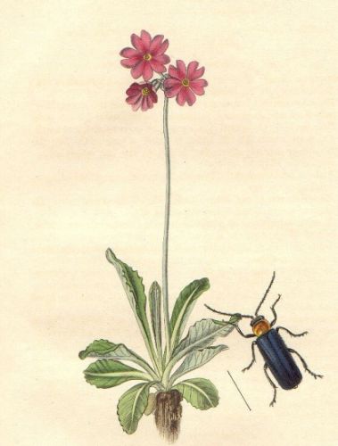 Cantharis abdominalis - (Blue) Soldier Beetle - шпанская мушка