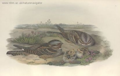 Night Hawk - Caprimulgus europæus - European Nightjar - козодой обыкновенный