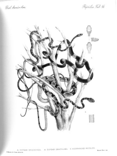 Dipsas gen - большеголовые змеи