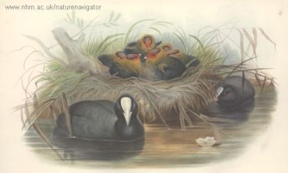 Fulica atra - Common Coot - Лысуха