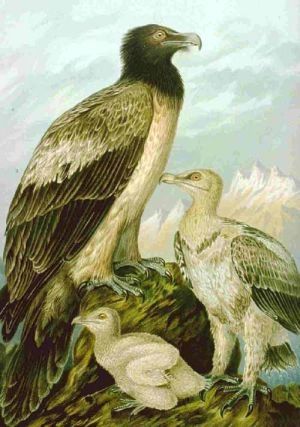 Ossifrage - Gypætus barbatus - орел-бородач