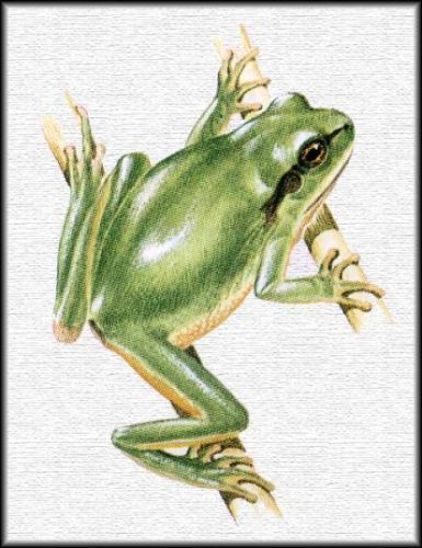 Dryophite - Hyla arborea, лягушка-квакша