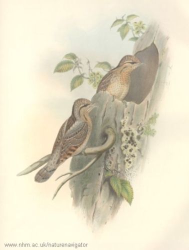 Jynx torquilla - Eurasian Wryneck - Вертишейка