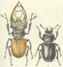 Horned Beetle - Lucanus cervus, жук-олень