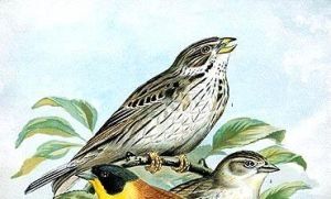 Cychramus - Miliaria calandra - просянка