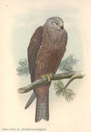 Milvus migrans - Black Kite - Коршун черный