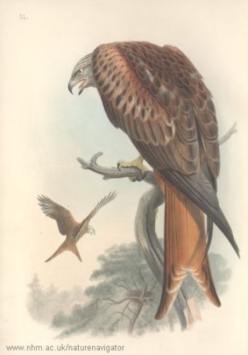 Glede - Red kite - Milvus milvus - коршун красный