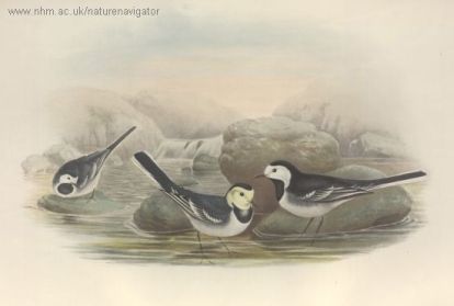 Water-wag-tail - Motacilla alba - Pied Wagtail, трясогузка белая