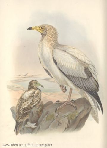 Neophron percnopteros - Egyptian Vulture - стервятник