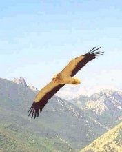 Gier-eagle - Neophron percnopterus - Стервятник обыкновенный