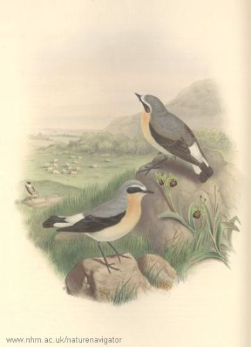 Wittal - Œnanthe œnanthe - Northern Wheatear - Каменка обыкновенная