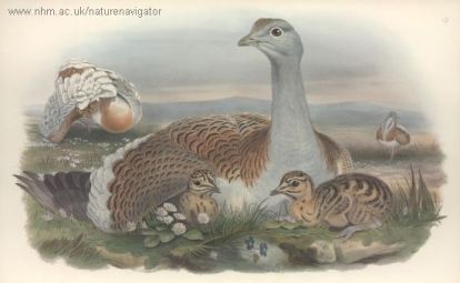 Otis tarda - Great Bustard - Дрофа