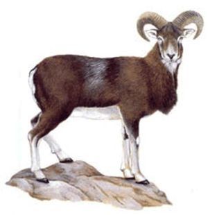 Ovus musimon - муфлон