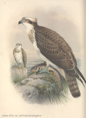 Percnos - Osprey - Pandion haliaëtus - скопа