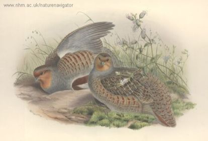 Partridge - Perdix perdix - Куропатка серая