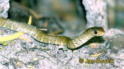 Ptyas mucosus - полоз большеглазый