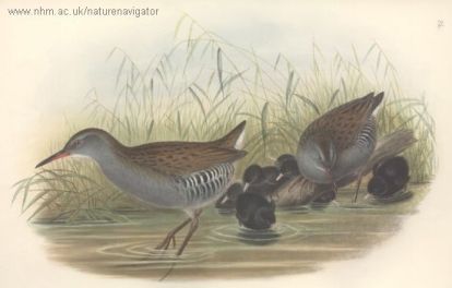 Water-Rail - Rallus aquaticus - пастушок водяной