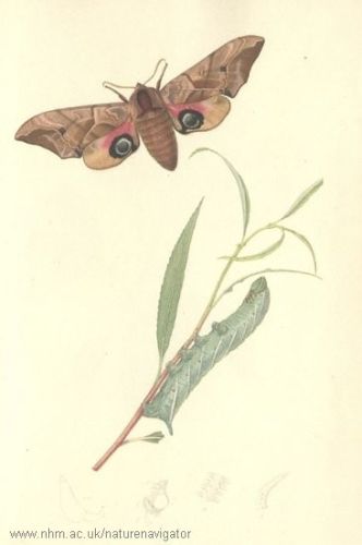 Eyed Hawk-moth - Smerinthus ocellata - бражник глазчатый