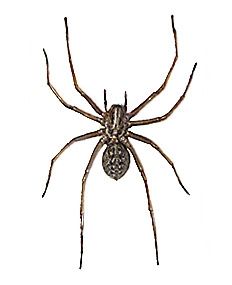 House spider - Tegenaria domestica - паук домовый