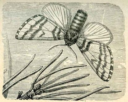 Thaumetopœa (Bombyx) pityocampa