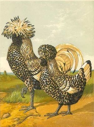 Polish Cock