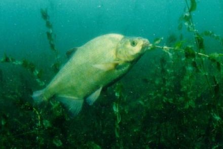 Bream - Abramis brama, лещ