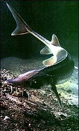 Sturgeon - Acipenser sturio, осетр атлантический