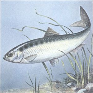 Alosa fallax lacustris, финта озерная (итальянская)