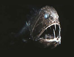 Anoplogaster cornuta - саблезуб