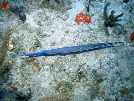 Fluta - Aulostomus maculatus - рыба-труба