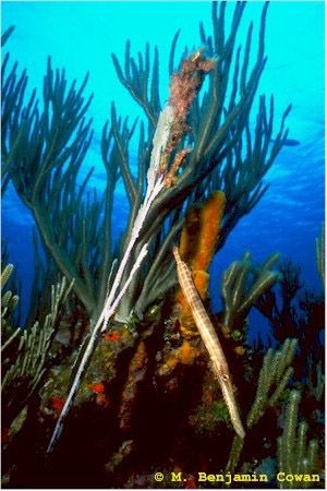 Trumpet-fish - Aulostomus maculatus - рыба-труба