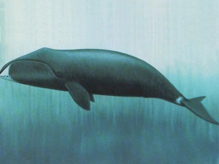 Whale - Balæna mysticetus, кит гренландский
