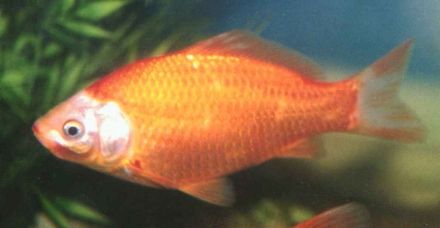 Gold Fish - Carassius auratus, карась серебряный (золотая рыбка)