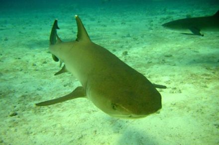 Shark - Carcharodon carcharias - акула белая