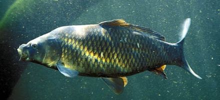 Scale - Carpio communis - Cyprinus carpio, сазан, карп