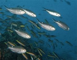 Silver Fish - Chromis atrilobata