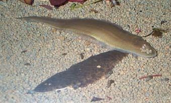 Cynoglossus microlepis